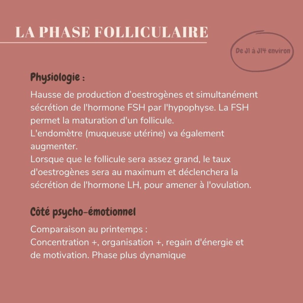 physiologie de la phase folliculaire