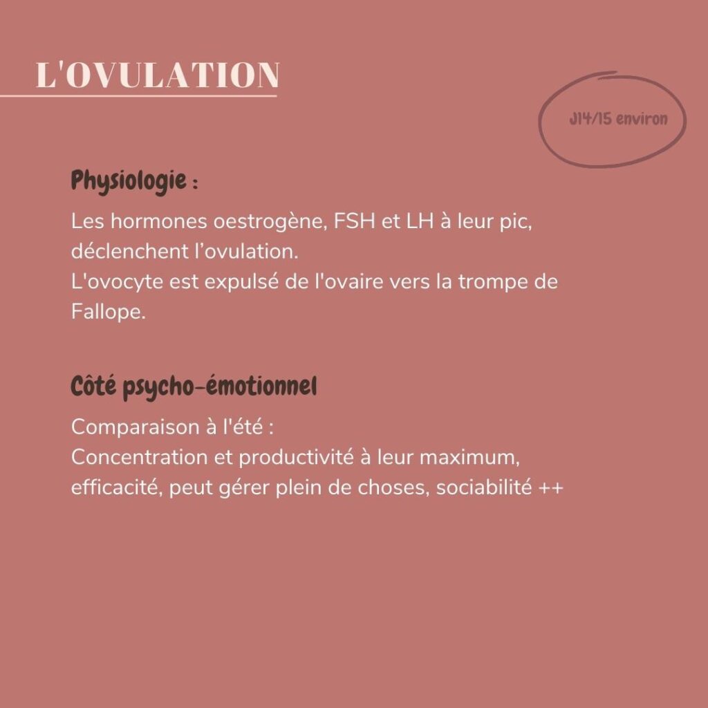 physiologie de l'ovulation